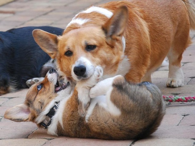 playful corgis pics image