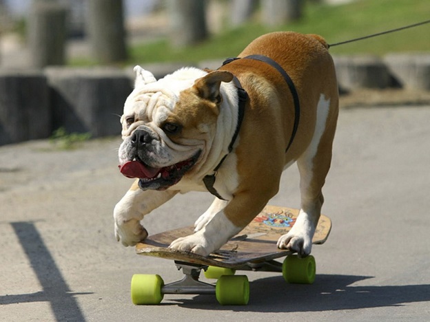 playful english bulldog pics