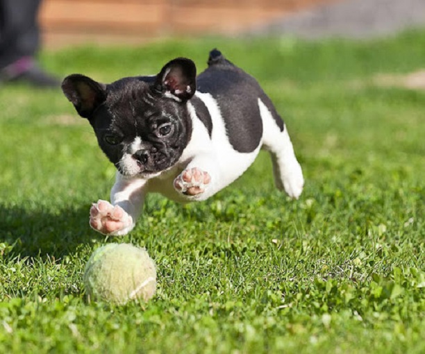 Top 10 Things French Bulldogs Don’t Like 6 playful french bulldog ball