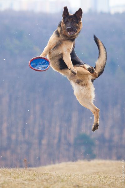 playful german shepherd