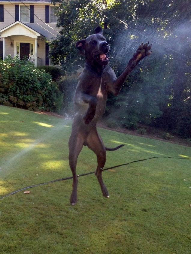 playful great dane water pics jump