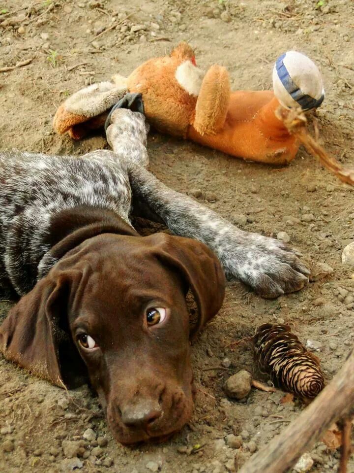 playful pointer rest