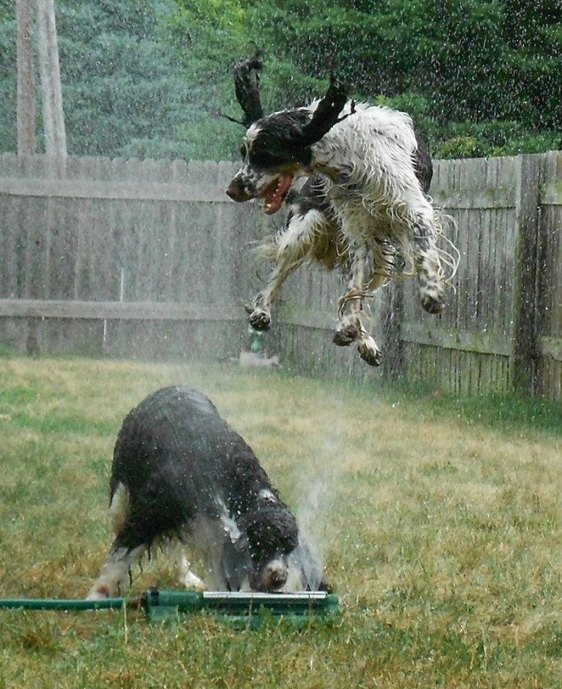 12 Springer Spaniels Totally Defying The Laws Of Physics 5 playful spaniels jump water