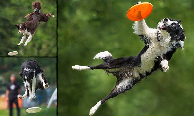 playing border collie jump