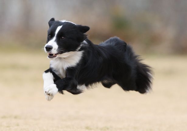 playing flying border collie