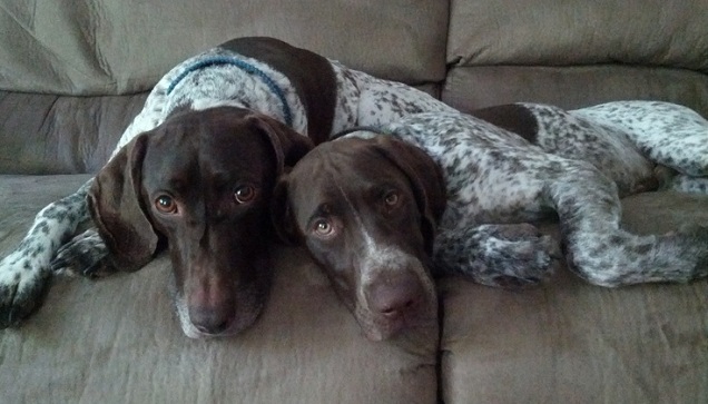 pointer dogs