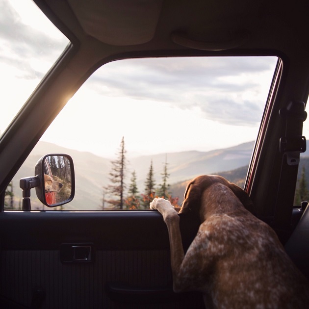 pointer ride car nature