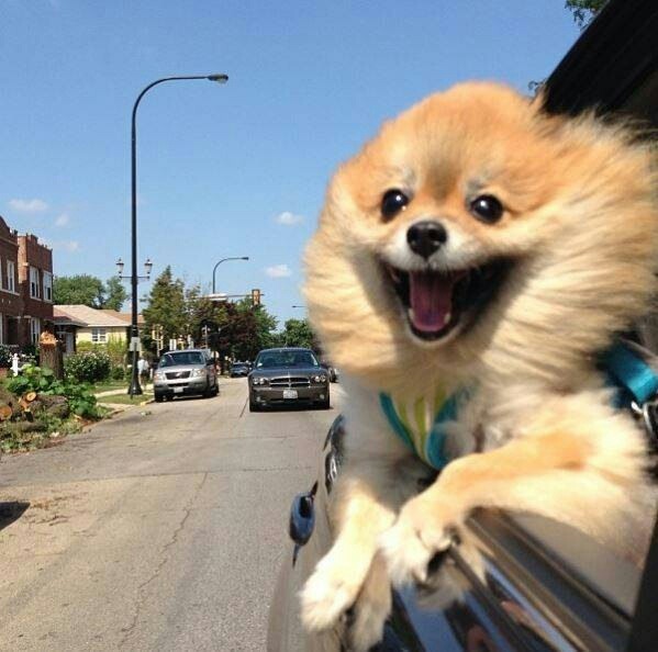 pomeranian dog car