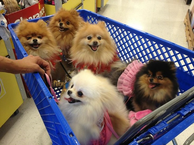 Top 10 Things Pomeranians Don’t Like 10 pomeranian dogs shopping