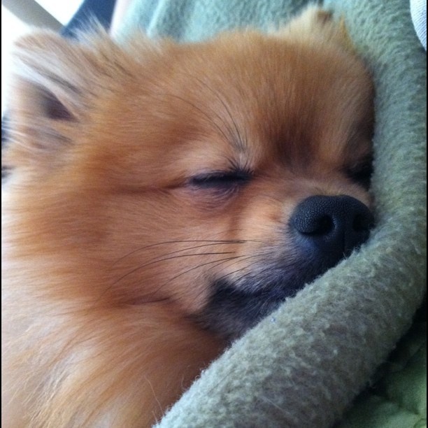 Top 10 Things Pomeranians Don’t Like 3 pomeranian napping pics