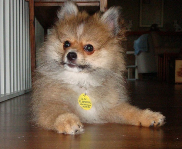 pomeranian puppy photo