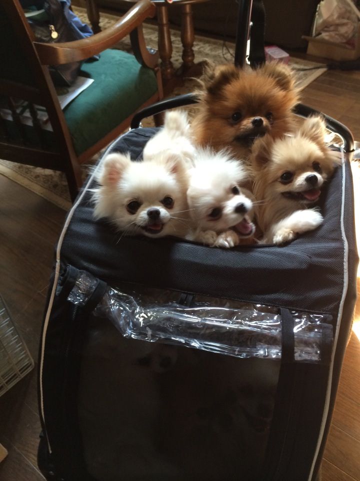 Top 10 Things Pomeranians Don’t Like 9 pomeranians beg pics fun