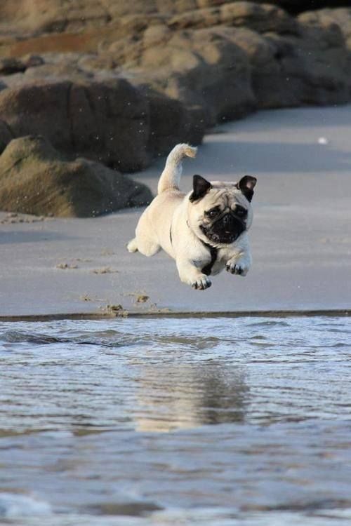 12 Pugs Totally Defying The Laws Of Physics 2 pug beach water