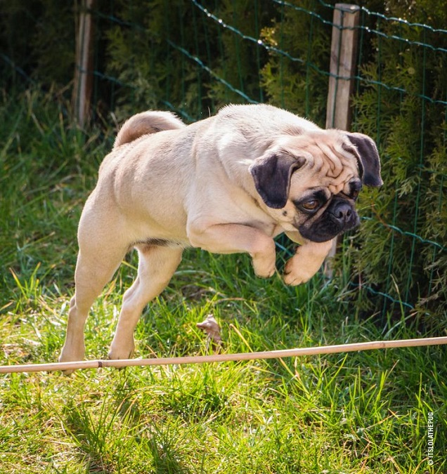 12 Pugs Totally Defying The Laws Of Physics 1 pug fly jump