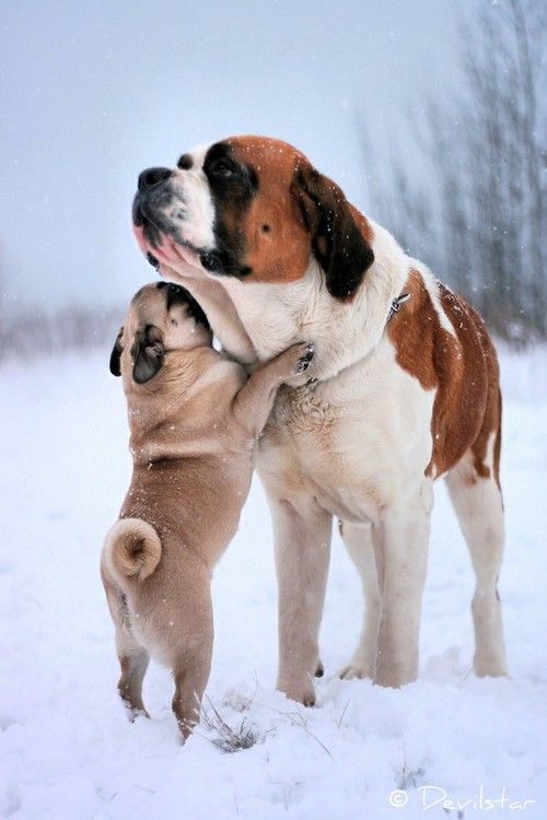 pug friend