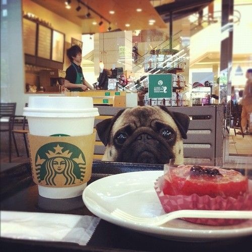How to Feed a Dog With a Sensitive Stomach 1