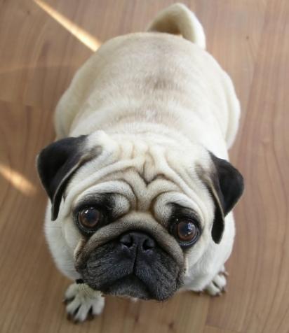 pug listening