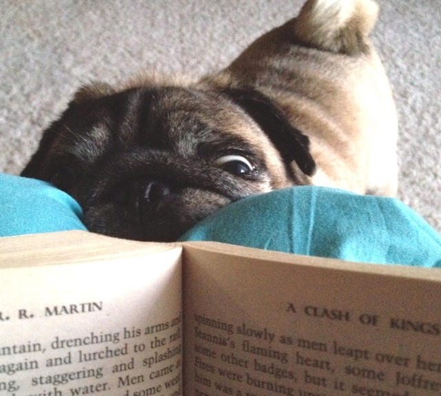 pug playful