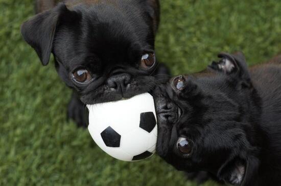 pug puppies ball
