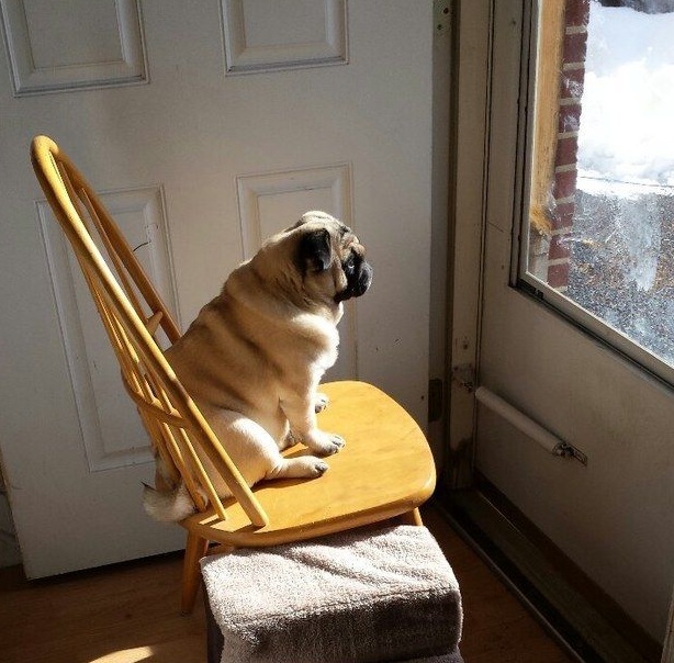 pug watching