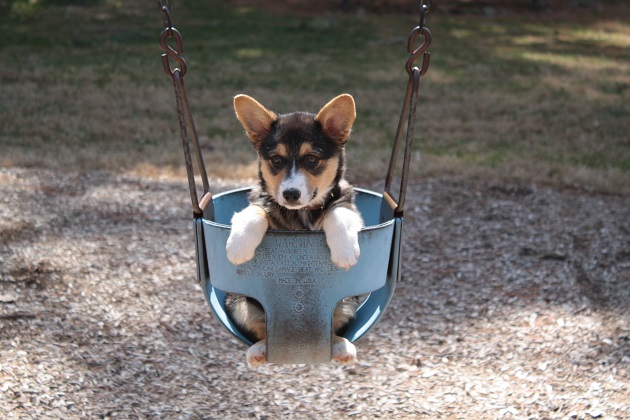 puppy corgi swinging