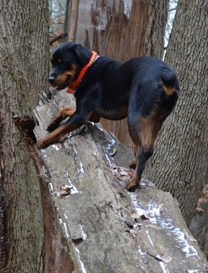 rottweiler and tree