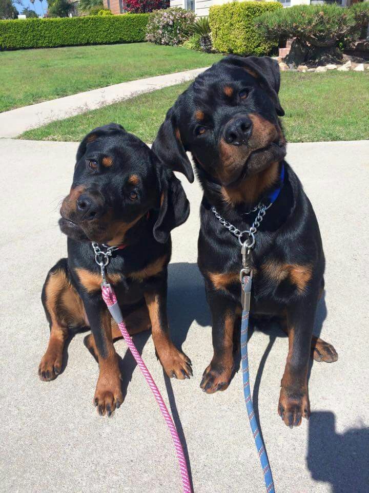 rottweiler dogs listening
