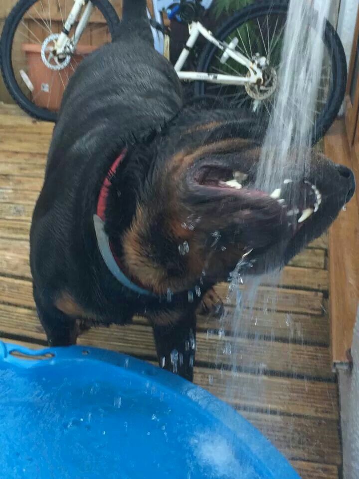 rottweiler drinking water