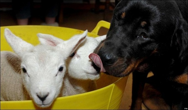 rottweiler friends