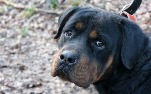 Top 10 Things Rottweilers Don’t Like 178 Top 10 Things Rottweilers Don’t Like 18
