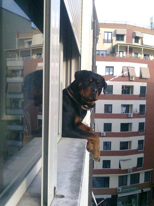 rottweiler watching