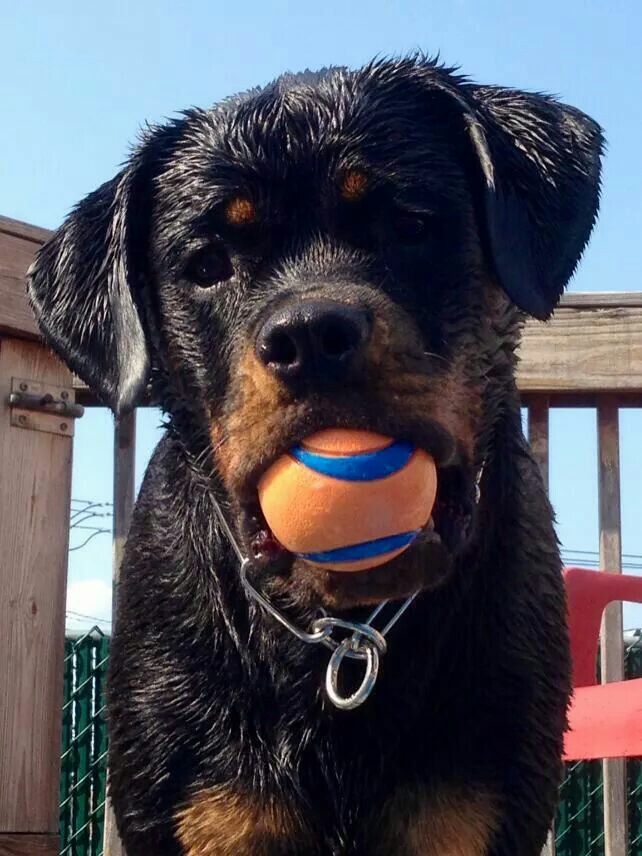 rottweiler with ball