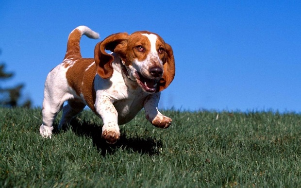 10 Basset Hounds Totally Defying The Laws Of Physics 4 running basset hound green grass