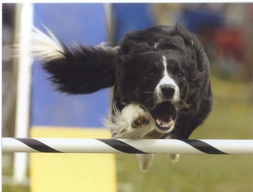 running border collie face
