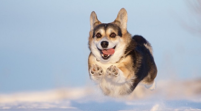 17 Ways Having A Corgi Ruins You For Life 25 17 Ways Having A Corgi Ruins You For Life 3