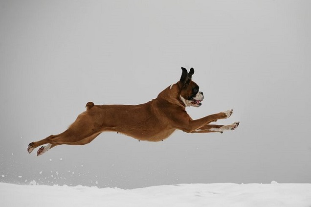 running dog boxer winter