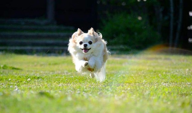 running jumping chihuahua