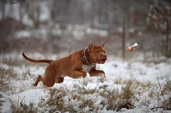 running pit bull winter pics