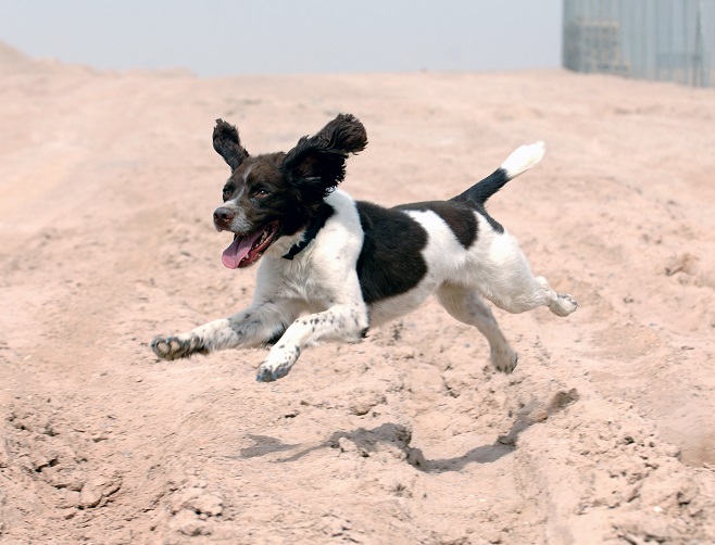 12 Springer Spaniels Totally Defying The Laws Of Physics 6 12 Springer Spaniels Totally Defying The Laws Of Physics 1