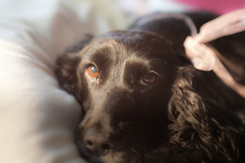 sad cocker spaniel eyes