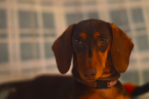 17 Most Difficult Emotions Dachshunds Go Through That Their Owners Must Never Forget 5 sad face doxie dog photo