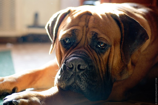 sad face mastiff waiting