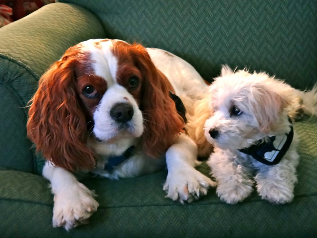 scared king charles spaniel