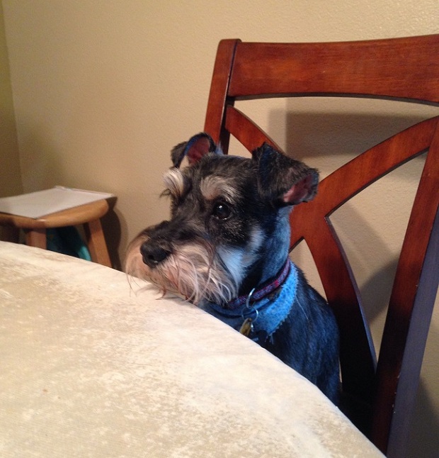 schnauzer at the table