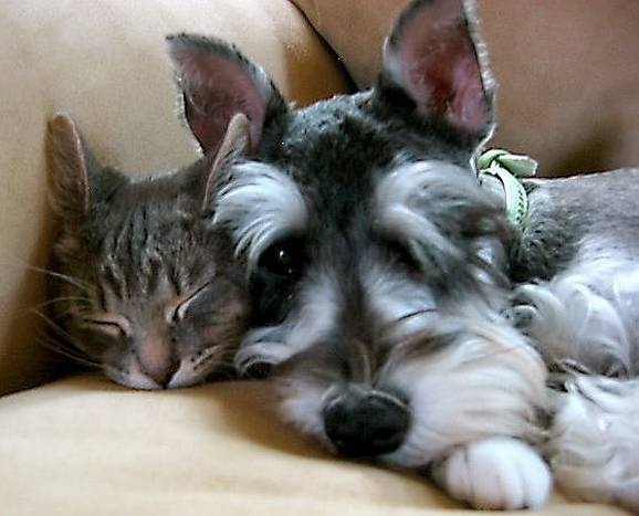 schnauzer cat