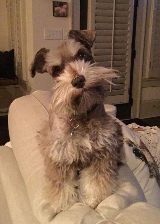 schnauzer dog listening