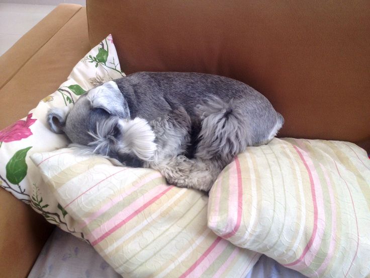 schnauzer dog sleeps