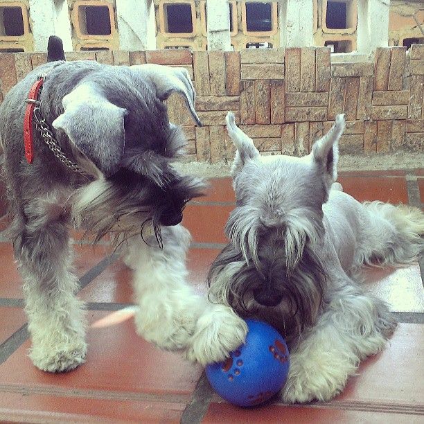 schnauzer dogs ball