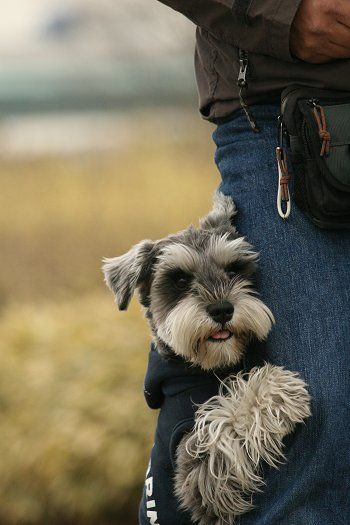 schnauzer hugs