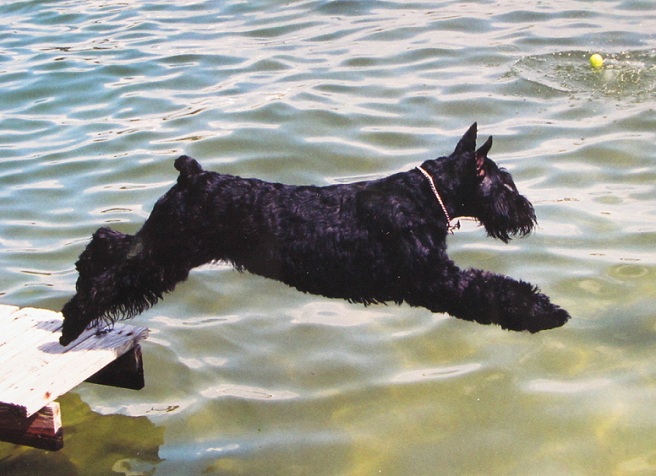 schnauzer jump water